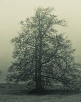 Winter Trees - Jim Turner