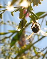 Patio Garden 2010 - Pam Kelso