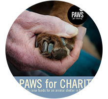Success Stories - Paws for Charity