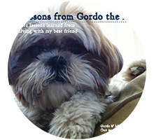 Success Stories - Lessons from Gordo the Dog